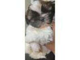 Mutt Puppy for sale in Huachuca City, AZ, USA