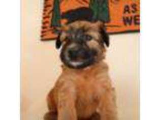 Soft Coated Wheaten Terrier Puppy for sale in Colorado Springs, CO, USA