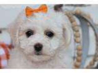 Bichon Frise Puppy for sale in New Paris, IN, USA