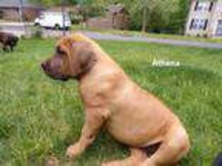 Boerboel Puppy for sale in Fort Washington, MD, USA