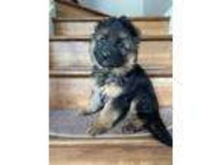 German Shepherd Dog Puppy for sale in Buford, GA, USA