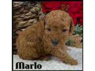 Mutt Puppy for sale in Kokomo, MS, USA