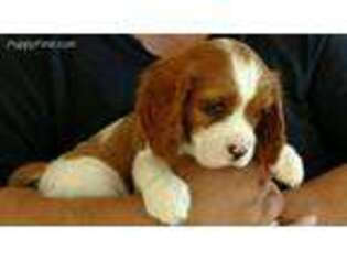 Cavalier King Charles Spaniel Puppy for sale in Crandon, WI, USA