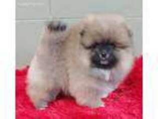 Pomeranian Puppy for sale in San Luis Obispo, CA, USA