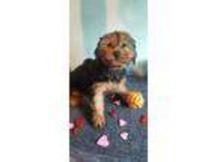 Mutt Puppy for sale in West New York, NJ, USA