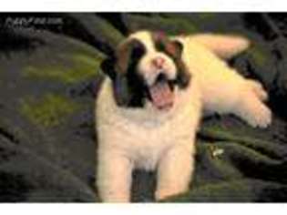 Akita Puppy for sale in Placitas, NM, USA