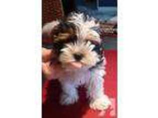 Yorkshire Terrier Puppy for sale in MILPITAS, CA, USA