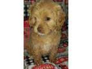 Cavapoo Puppy for sale in Knox, PA, USA