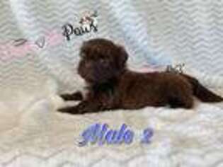 Mutt Puppy for sale in Weslaco, TX, USA