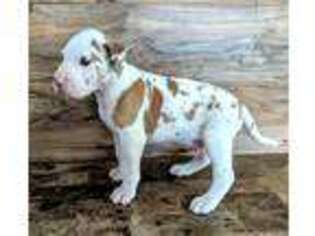 Great Dane Puppy for sale in Woodburn, IN, USA