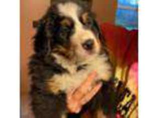 Bernese Mountain Dog Puppy for sale in Enosburg Falls, VT, USA