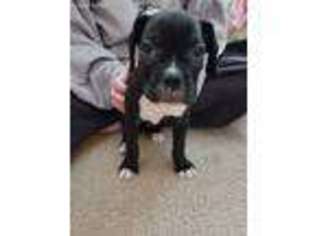 Boxer Puppy for sale in Wonder Lake, IL, USA