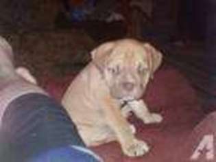 Bulldog Puppy for sale in DANSVILLE, NY, USA