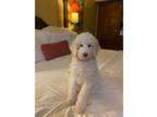 Goldendoodle Puppy for sale in Clarksdale, MS, USA