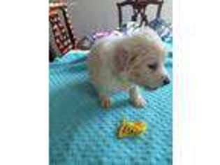 Great Pyrenees Puppy for sale in Jefferson City, MO, USA