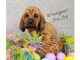 Puppyfinder Com Bloodhound Puppies Puppies For Sale Near Me In Ohio Usa Page 1 Displays 10