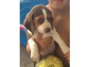 Beagle Puppy for sale in Fayette, OH, USA