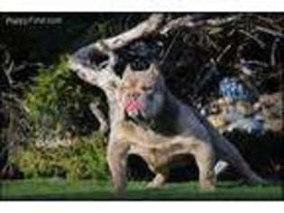 Medium Photo #1 American Bulldog Puppy For Sale in Pittsburg, CA, USA
