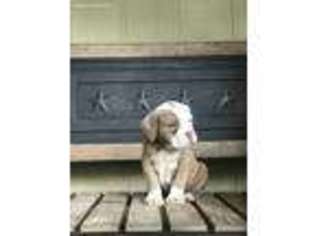 Olde English Bulldogge Puppy for sale in Nacogdoches, TX, USA