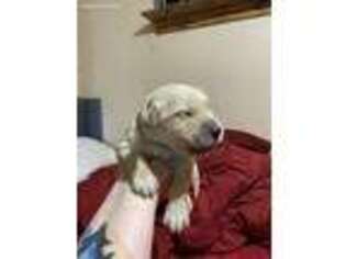 Golden Retriever Puppy for sale in Benton, MO, USA