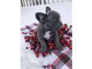 French Bulldog Puppy for sale in Cassopolis, MI, USA