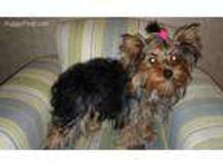 Yorkshire Terrier Puppy for sale in Forest, MS, USA