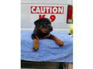 Rottweiler Puppy for sale in Conyers, GA, USA