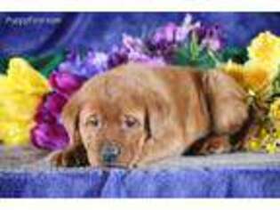 Labrador Retriever Puppy for sale in Strasburg, PA, USA
