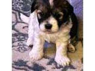 Havanese Puppy for sale in Clementon, NJ, USA