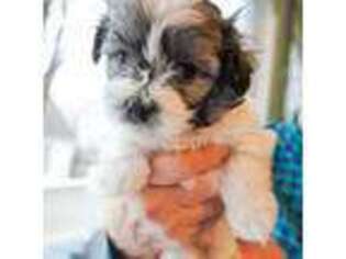 Havanese Puppy for sale in Neola, IA, USA
