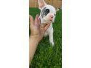 French Bulldog Puppy for sale in Jasonville, IN, USA