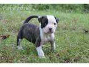 American Bulldog Puppy for sale in Palm Coast, FL, USA