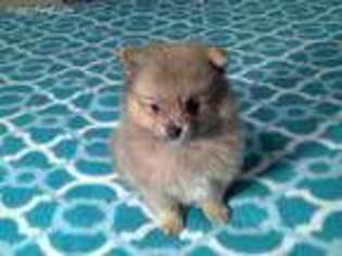 Pomeranian Puppy for sale in New Orleans, LA, USA