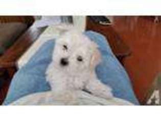 Maltese Puppy for sale in FOLSOM, CA, USA