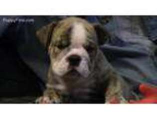 Bulldog Puppy for sale in Marshall, IL, USA