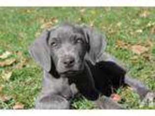 Weimaraner Puppy for sale in NORTH BRANCH, MN, USA