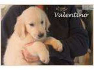 Golden Retriever Puppy for sale in Fort Worth, TX, USA