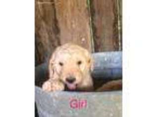 Goldendoodle Puppy for sale in Taylorsville, NC, USA