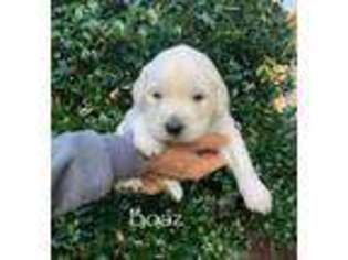 Mutt Puppy for sale in Due West, SC, USA