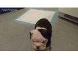 Bulldog Puppy for sale in Filer, ID, USA