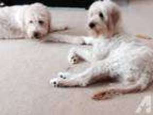 Goldendoodle Puppy for sale in WEBSTER, NY, USA
