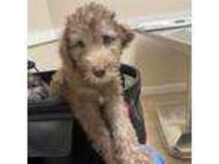 Bedlington Terrier Puppy for sale in Florence, SC, USA
