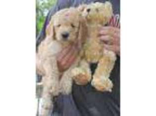 Goldendoodle Puppy for sale in Hedrick, IA, USA