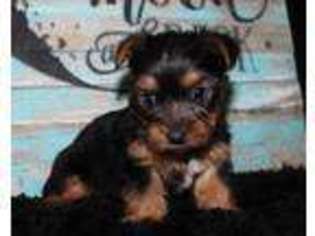 Yorkshire Terrier Puppy for sale in Koshkonong, MO, USA