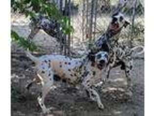 Dalmatian Puppy for sale in Abilene, TX, USA