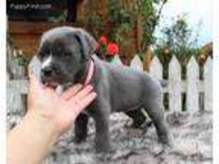 Cane Corso Puppy for sale in Grand Junction, CO, USA