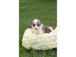 Pembroke Welsh Corgi Puppy for sale in Greentop, MO, USA