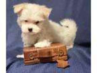 Maltese Puppy for sale in Cedar Springs, MI, USA