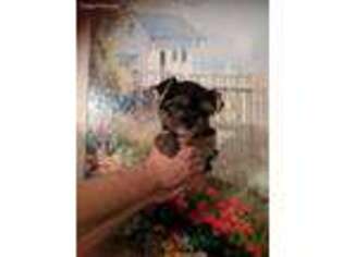 Yorkshire Terrier Puppy for sale in Appleton, NY, USA