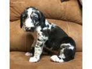 Great Dane Puppy for sale in Austin, TX, USA